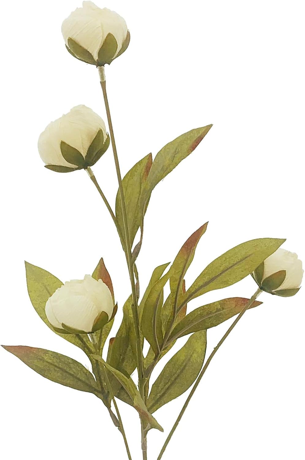 Ashland Cream Peony Stem