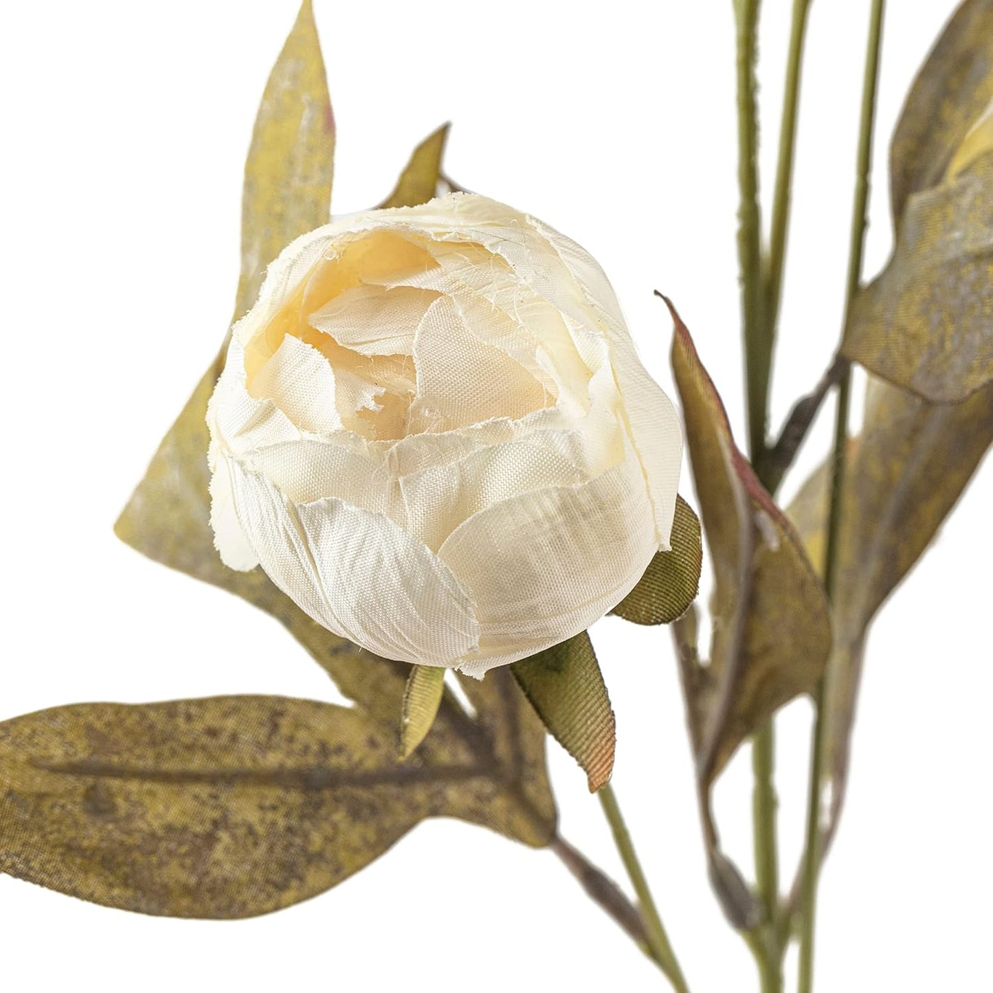 Ashland Cream Peony Stem