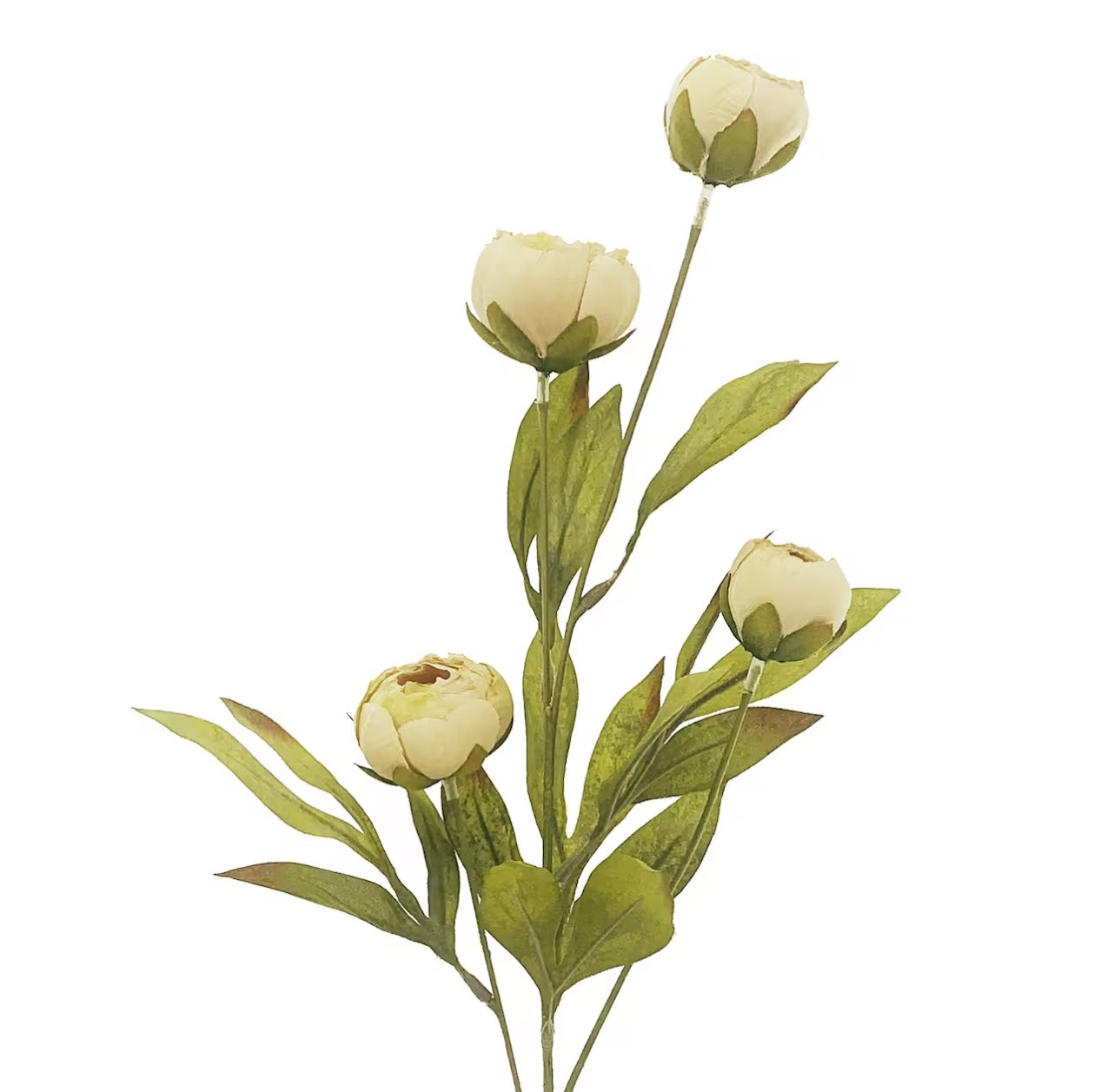 Ashland Tan Peony Stem – 3-Stem Bundle